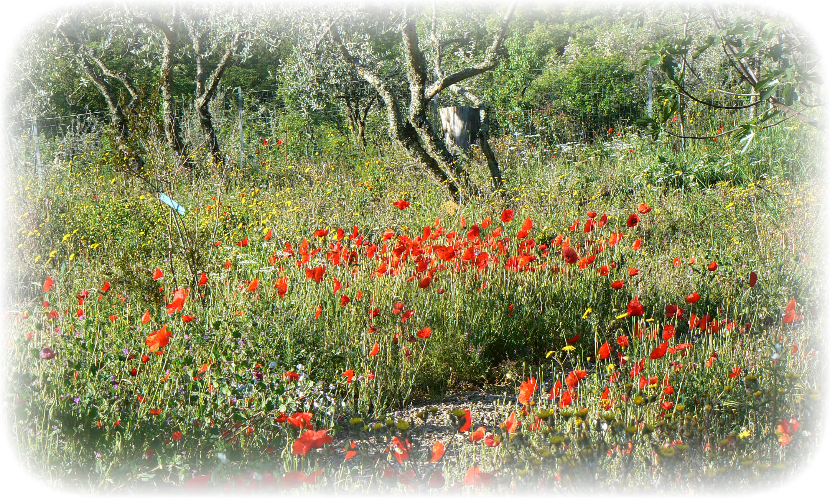 "the poppies ... are just showing off"